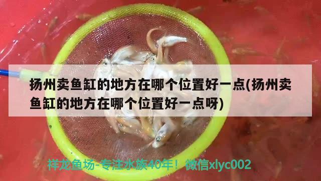 扬州卖鱼缸的地方在哪个位置好一点(扬州卖鱼缸的地方在哪个位置好一点呀) 杀菌消毒设备