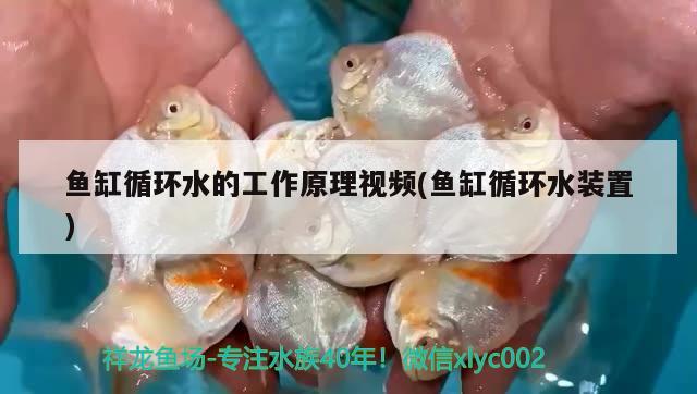 鱼缸循环水的工作原理视频(鱼缸循环水装置) 水族杂谈