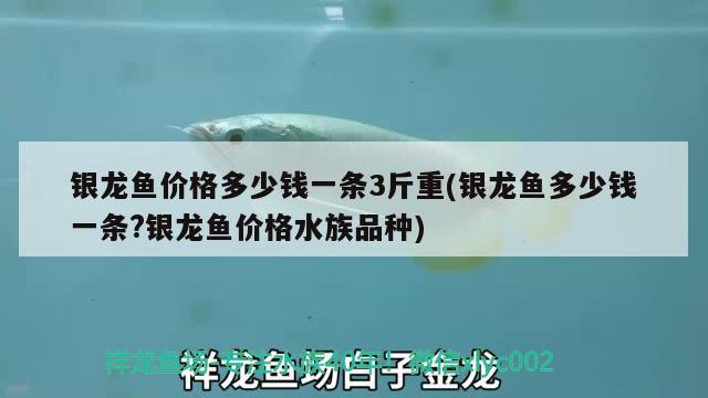 银龙鱼价格多少钱一条3斤重(银龙鱼多少钱一条?银龙鱼价格水族品种) 银龙鱼