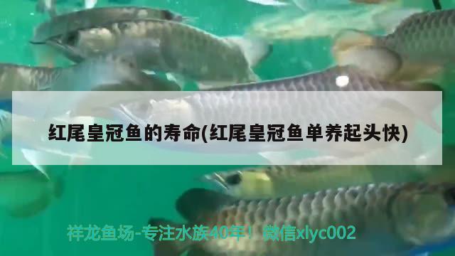 红尾皇冠鱼的寿命(红尾皇冠鱼单养起头快) 观赏鱼