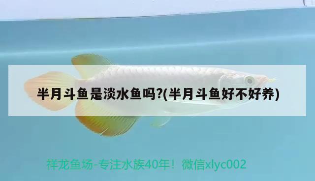 半月斗鱼是淡水鱼吗?(半月斗鱼好不好养)