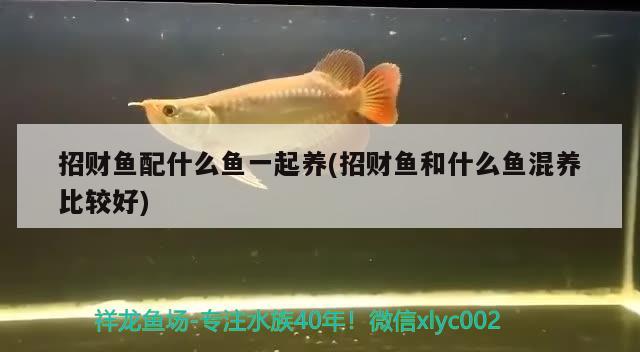 招财鱼配什么鱼一起养(招财鱼和什么鱼混养比较好)