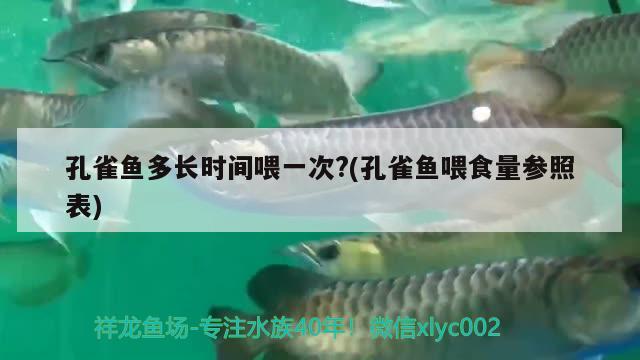 孔雀鱼多长时间喂一次?(孔雀鱼喂食量参照表)