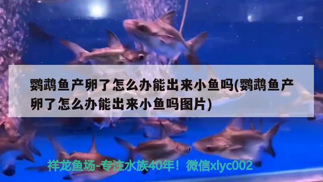 鹦鹉鱼产卵了怎么办能出来小鱼吗(鹦鹉鱼产卵了怎么办能出来小鱼吗图片)