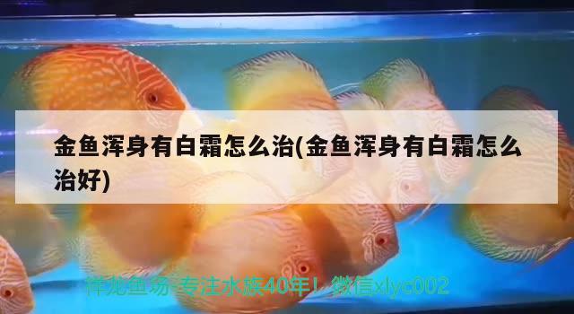 金鱼浑身有白霜怎么治(金鱼浑身有白霜怎么治好) 观赏鱼