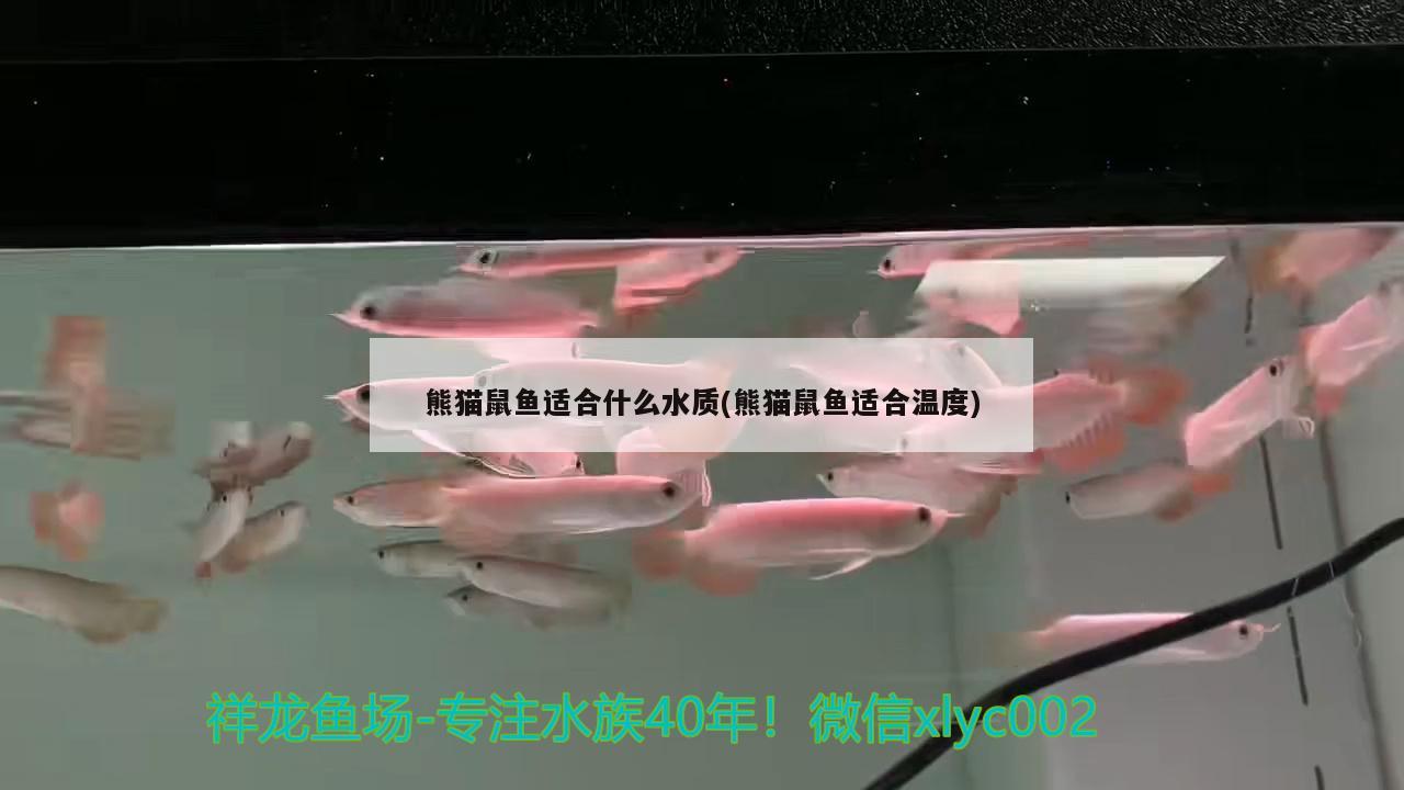 熊猫鼠鱼适合什么水质(熊猫鼠鱼适合温度)