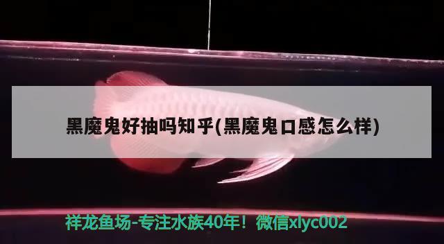 黑魔鬼好抽吗知乎(黑魔鬼口感怎么样) 观赏鱼