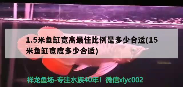 1.5米鱼缸宽高最佳比例是多少合适(15米鱼缸宽度多少合适)