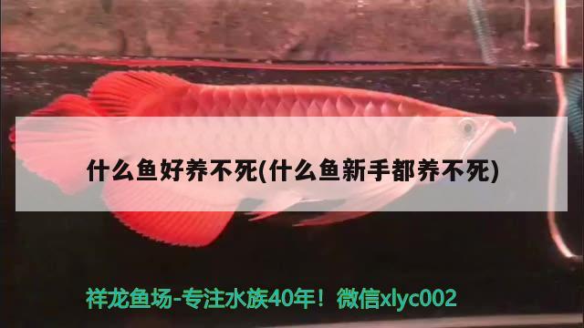 什么鱼好养不死(什么鱼新手都养不死) 观赏鱼