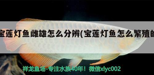 宝莲灯鱼雌雄怎么分辨(宝莲灯鱼怎么繁殖的) 观赏鱼