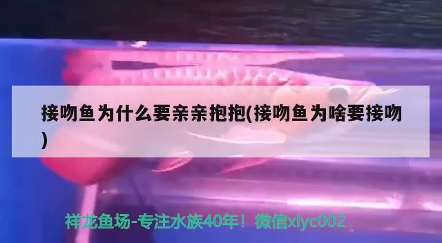 接吻鱼为什么要亲亲抱抱(接吻鱼为啥要接吻)