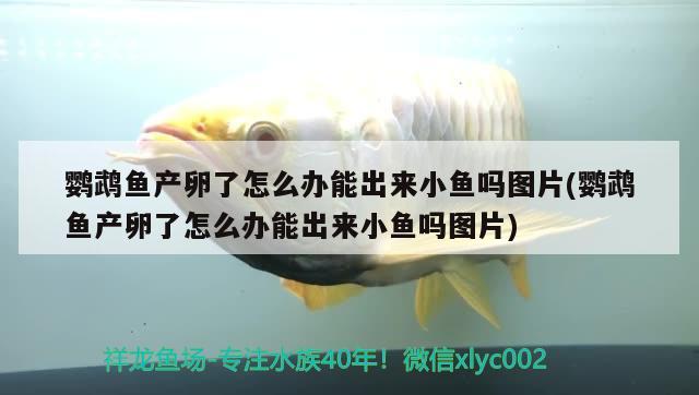 鹦鹉鱼产卵了怎么办能出来小鱼吗图片(鹦鹉鱼产卵了怎么办能出来小鱼吗图片)