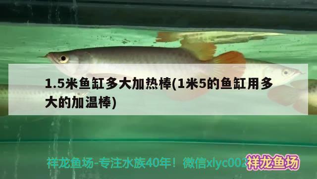 1.5米鱼缸多大加热棒(1米5的鱼缸用多大的加温棒) 过背金龙鱼