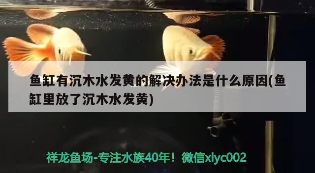 鱼缸有沉木水发黄的解决办法是什么原因(鱼缸里放了沉木水发黄) 水温计