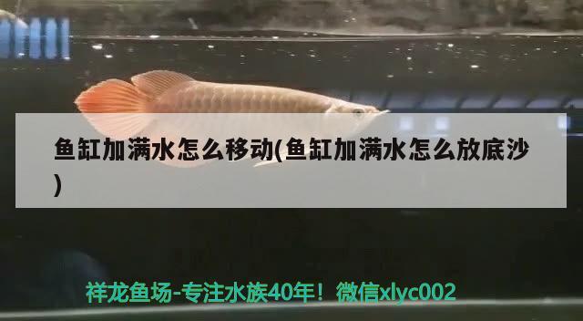 鱼缸加满水怎么移动(鱼缸加满水怎么放底沙) 狗仔招财猫鱼