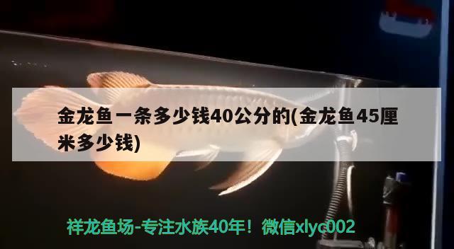 金龙鱼一条多少钱40公分的(金龙鱼45厘米多少钱) 观赏鱼