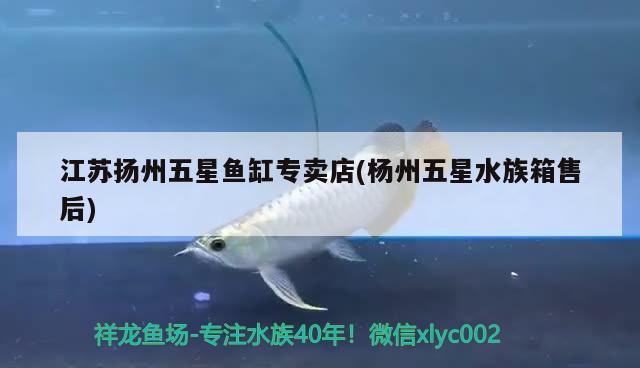 江苏扬州五星鱼缸专卖店(杨州五星水族箱售后) 鱼缸/水族箱 第3张