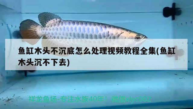 鱼缸木头不沉底怎么处理视频教程全集(鱼缸木头沉不下去) 福满钻鱼