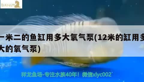 一米二的鱼缸用多大氧气泵(12米的缸用多大的氧气泵) 月光鸭嘴鱼苗