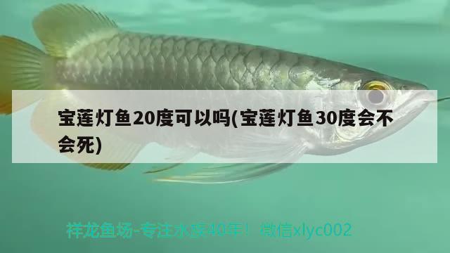 宝莲灯鱼20度可以吗(宝莲灯鱼30度会不会死)