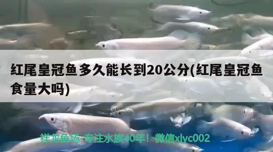 红尾皇冠鱼多久能长到20公分(红尾皇冠鱼食量大吗)