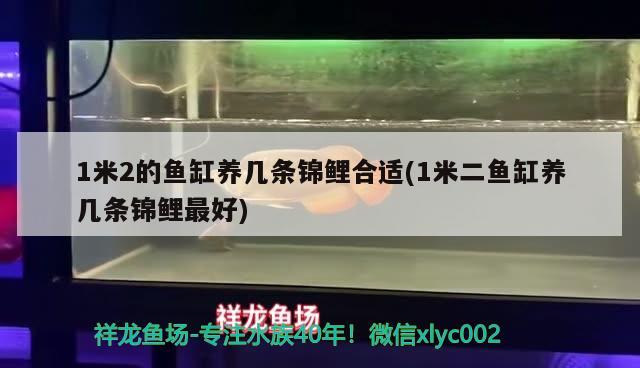 1米2的鱼缸养几条锦鲤合适(1米二鱼缸养几条锦鲤最好)