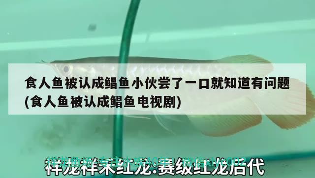 食人鱼被认成鲳鱼小伙尝了一口就知道有问题(食人鱼被认成鲳鱼电视剧)