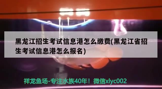 黑龙江招生考试信息港怎么缴费(黑龙江省招生考试信息港怎么报名)