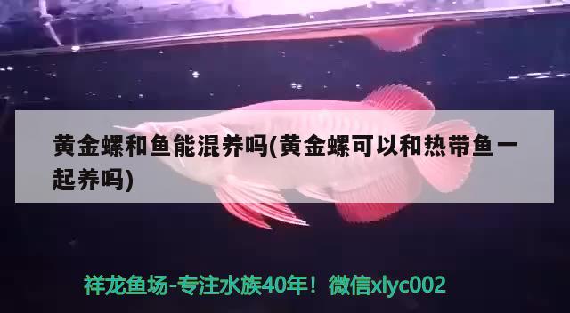 黄金螺和鱼能混养吗(黄金螺可以和热带鱼一起养吗) 观赏鱼