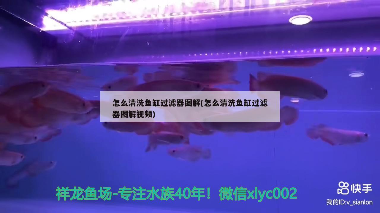 怎么清洗鱼缸过滤器图解(怎么清洗鱼缸过滤器图解视频) 狗仔招财猫鱼