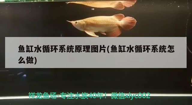 鱼缸水循环系统原理图片(鱼缸水循环系统怎么做)