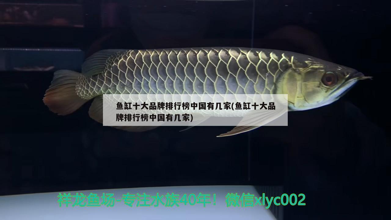 鱼缸十大品牌排行榜中国有几家(鱼缸十大品牌排行榜中国有几家) 黄金鸭嘴鱼