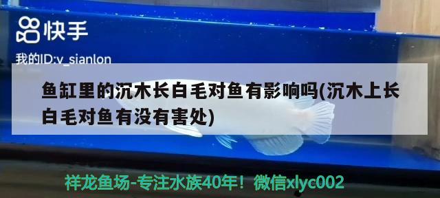 鱼缸里的沉木长白毛对鱼有影响吗(沉木上长白毛对鱼有没有害处) 鱼缸百科