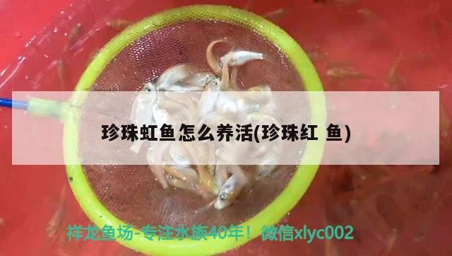 珍珠虹鱼怎么养活(珍珠红鱼) 观赏鱼