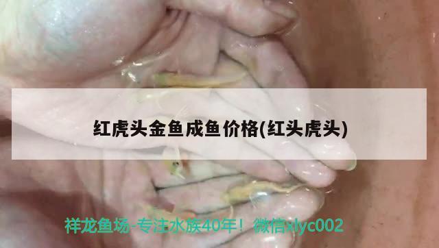 红虎头金鱼成鱼价格(红头虎头) 观赏鱼