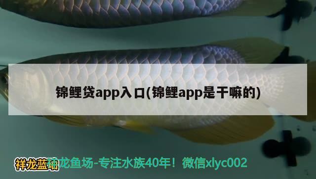 锦鲤贷app入口(锦鲤app是干嘛的) 观赏鱼 第1张