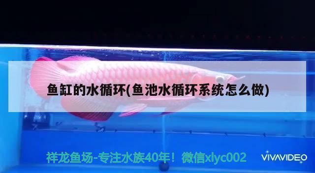 鱼缸的水循环(鱼池水循环系统怎么做) 观赏鱼水族批发市场