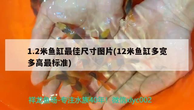 1.2米鱼缸最佳尺寸图片(12米鱼缸多宽多高最标准)