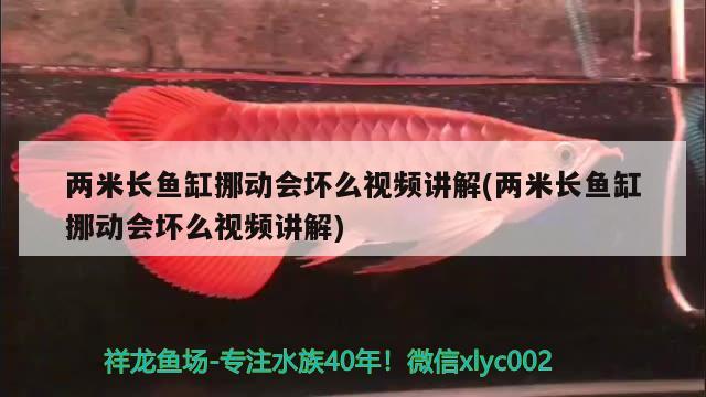 两米长鱼缸挪动会坏么视频讲解(两米长鱼缸挪动会坏么视频讲解) 观赏鱼市场（混养鱼）