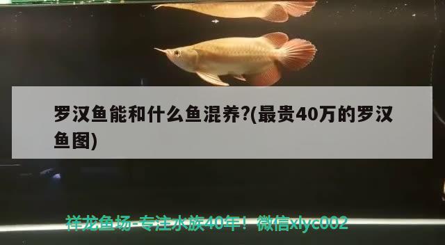 罗汉鱼能和什么鱼混养?(最贵40万的罗汉鱼图)