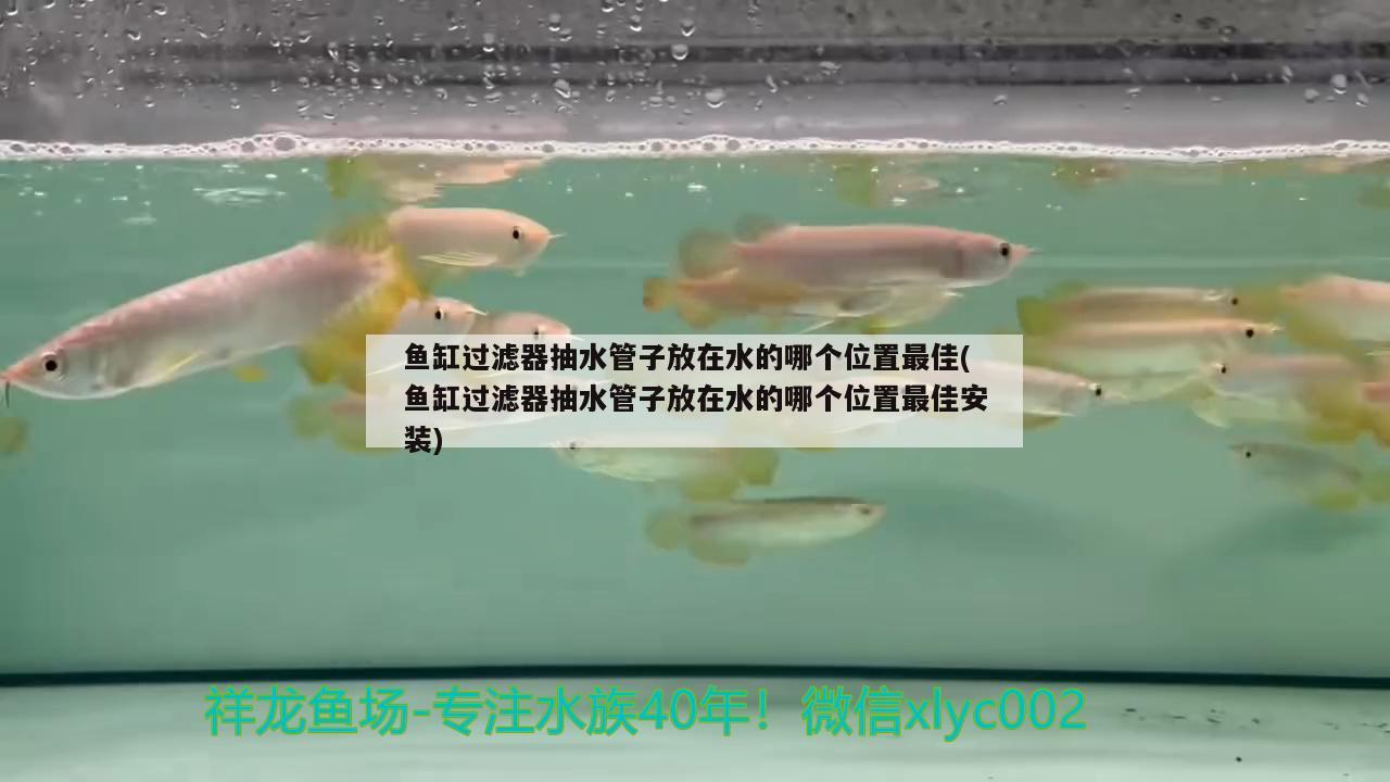 鱼缸过滤器抽水管子放在水的哪个位置最佳(鱼缸过滤器抽水管子放在水的哪个位置最佳安装)