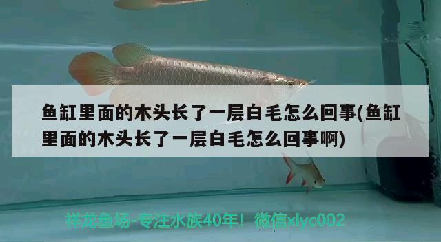 鱼缸里面的木头长了一层白毛怎么回事(鱼缸里面的木头长了一层白毛怎么回事啊) 苏虎