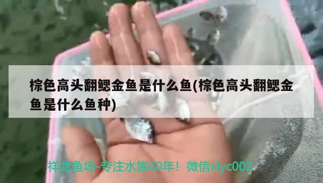 棕色高头翻鳃金鱼是什么鱼(棕色高头翻鳃金鱼是什么鱼种)