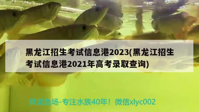 黑龙江招生考试信息港2023(黑龙江招生考试信息港2021年高考录取查询)