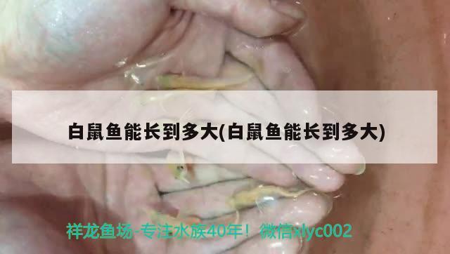 白鼠鱼能长到多大(白鼠鱼能长到多大) 观赏鱼