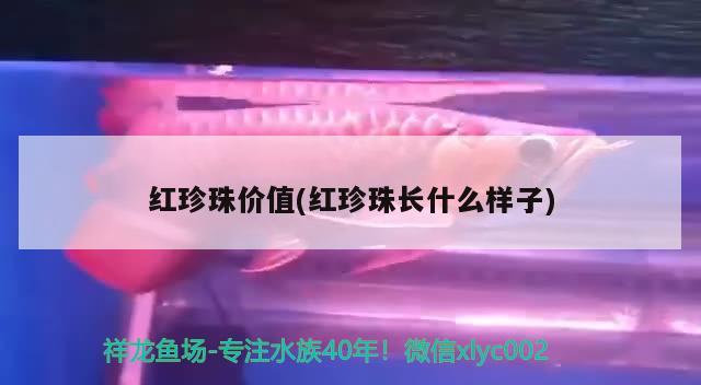 红珍珠价值(红珍珠长什么样子) 观赏鱼