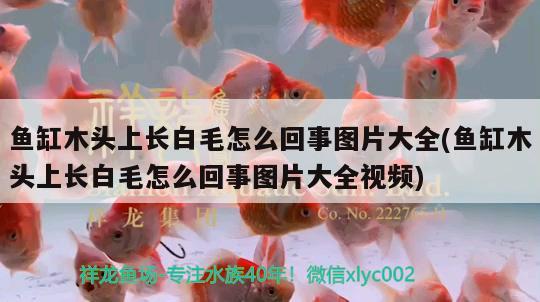 鱼缸木头上长白毛怎么回事图片大全(鱼缸木头上长白毛怎么回事图片大全视频)