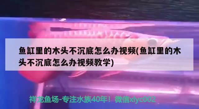 鱼缸里的木头不沉底怎么办视频(鱼缸里的木头不沉底怎么办视频教学) 祥龙传奇品牌鱼缸