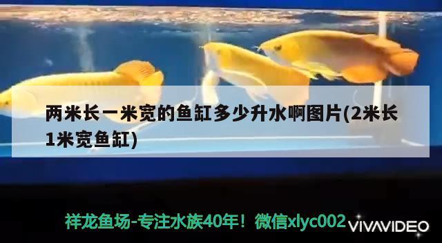 两米长一米宽的鱼缸多少升水啊图片(2米长1米宽鱼缸) 鸭嘴鲨鱼