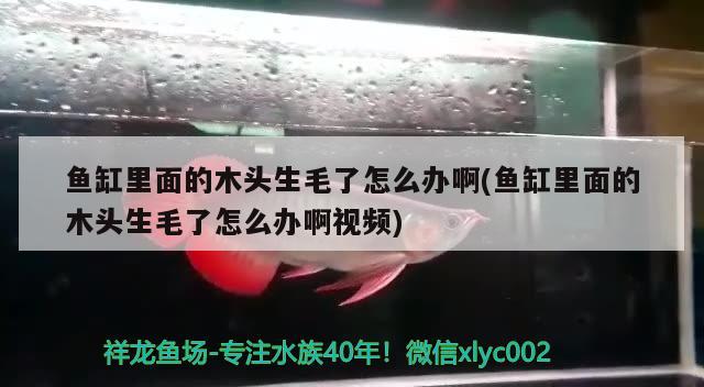 鱼缸里面的木头生毛了怎么办啊(鱼缸里面的木头生毛了怎么办啊视频)